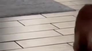Funny cats