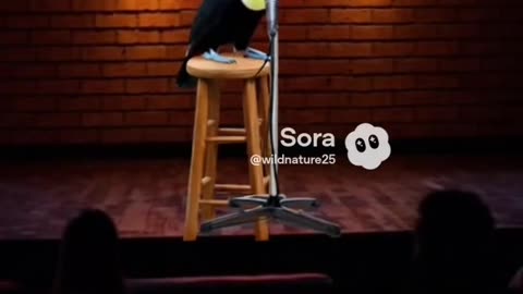 Comedian Toucan does not appreciate heckler!