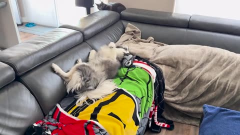 Silly Dog Scraching back with couch