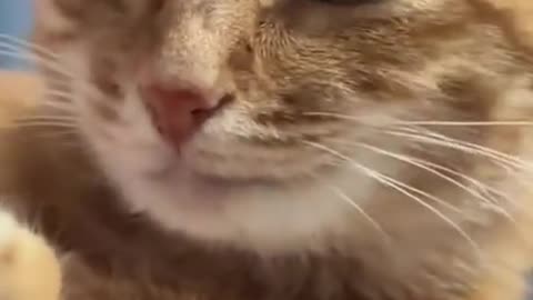Animal caught on camera