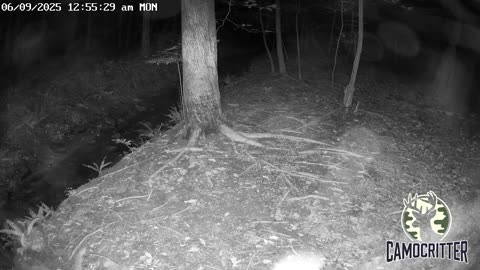CamoCritter Critter Cam Live Stream