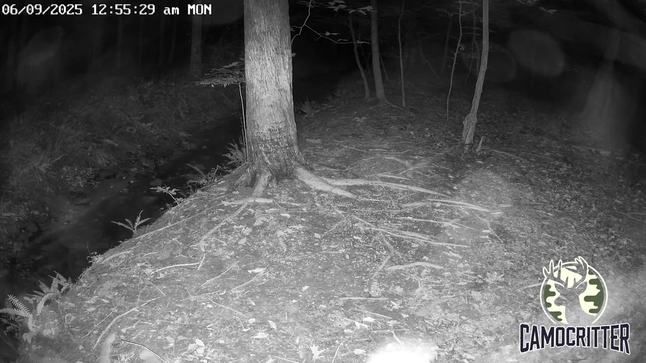 CamoCritter Critter Cam Live Stream