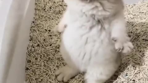 Funny Animals