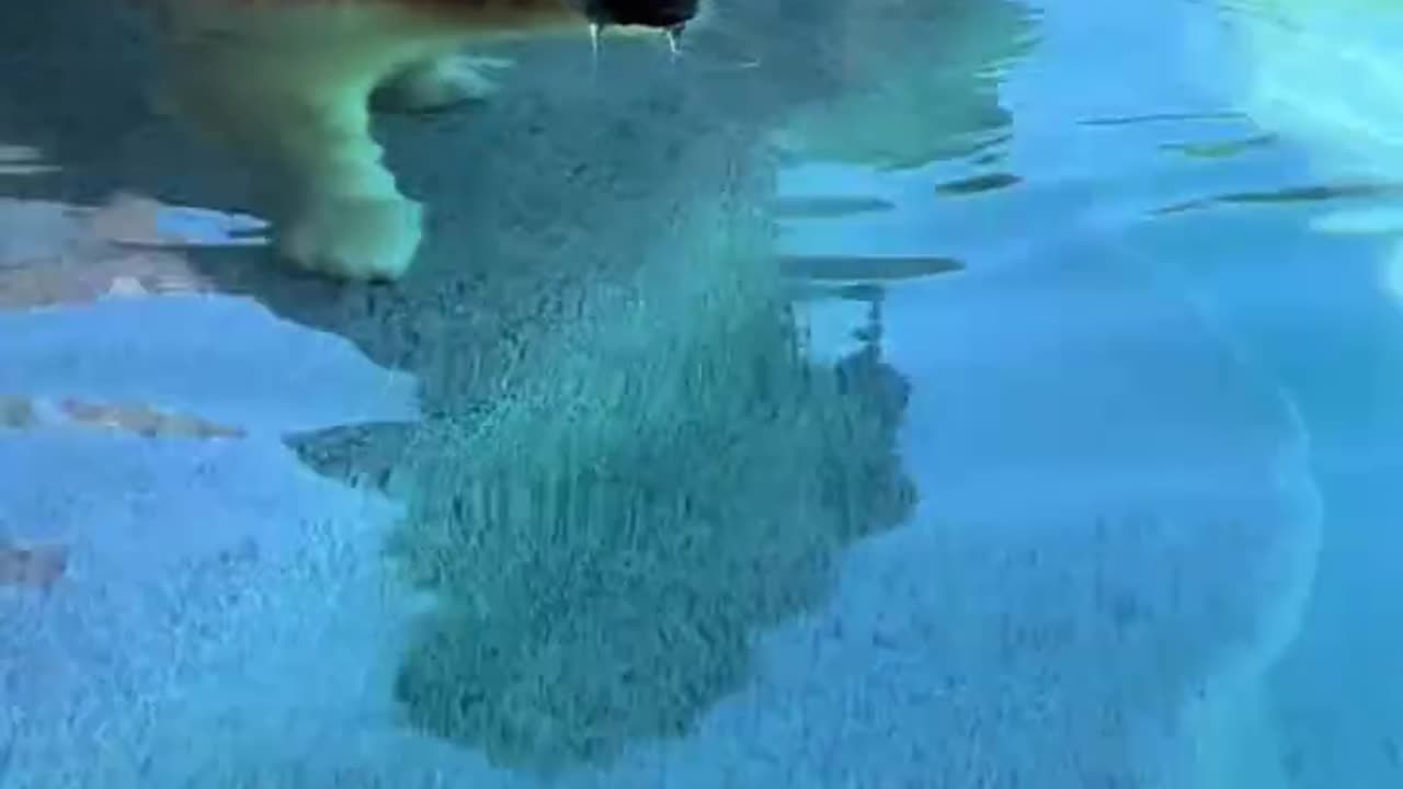 "Dog's Reaction Was Priceless When Ball Fell in the Pool! 😂🐶"