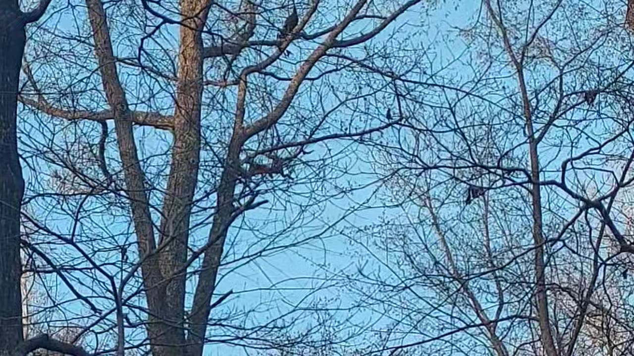 A Wild Turkey visit.