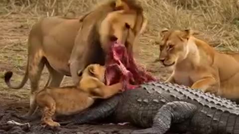 animals