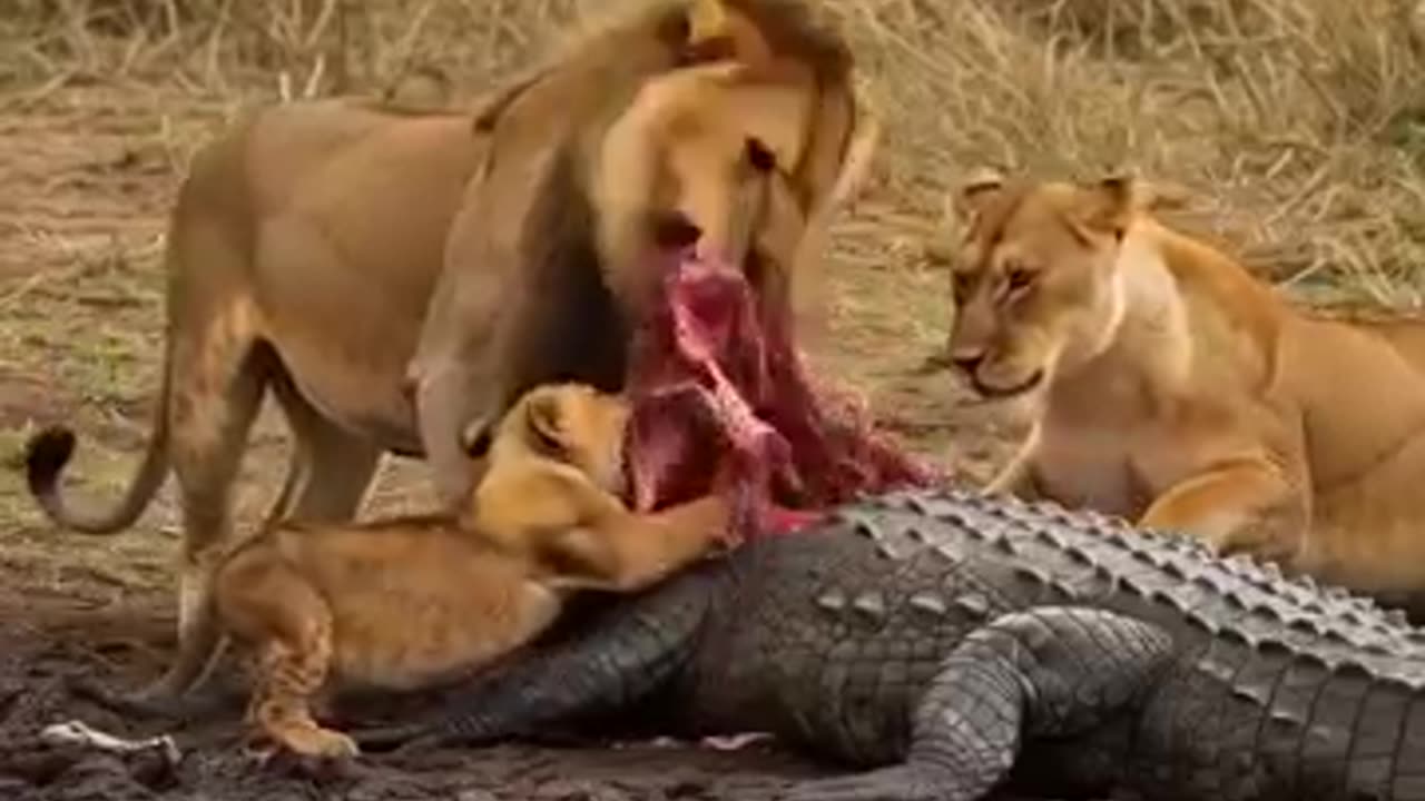 animals