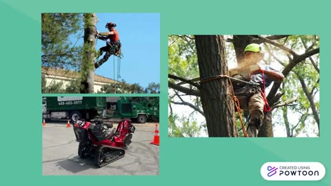 tree service
