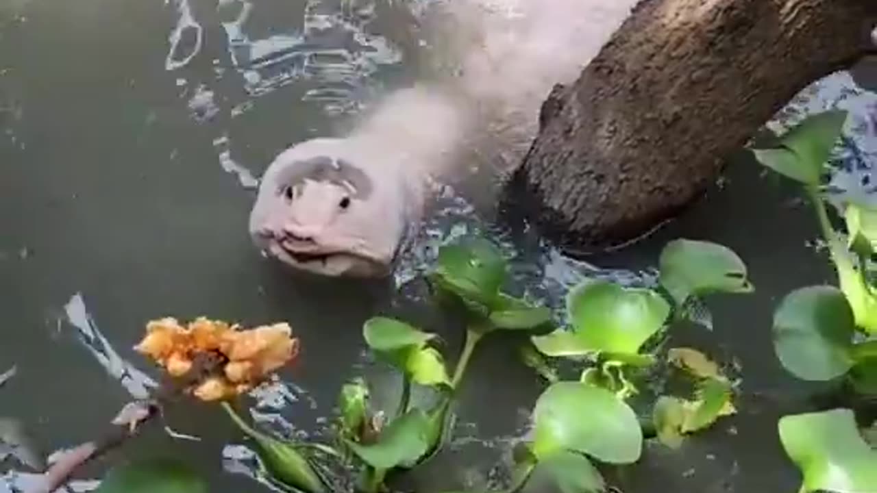 What the heck is this thing?