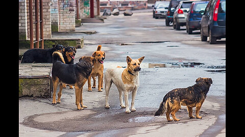 Street Dogs Walking In Local Road