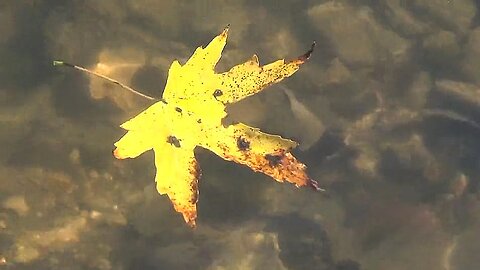 Colored Leaves by Carl Vigilante