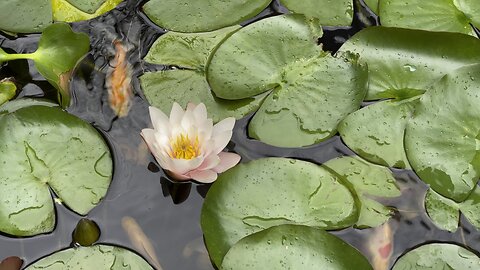 Koi carp