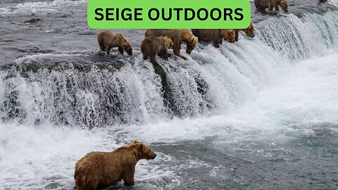 Katmai National Park Bear Feeding Live Stream!