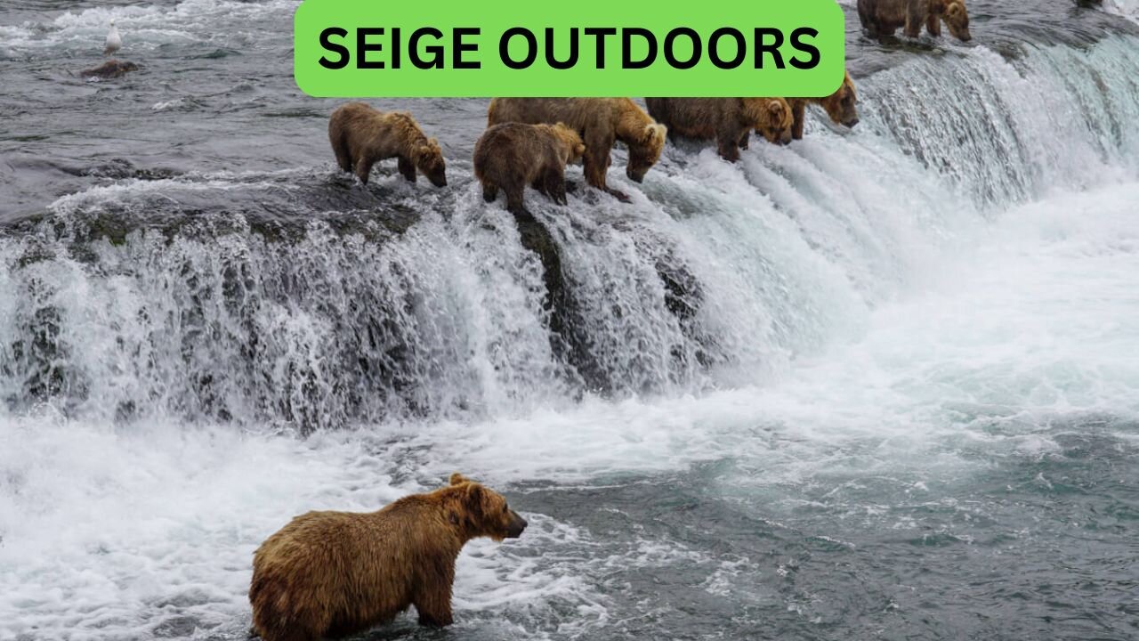 Katmai National Park Bear Feeding Live Stream!