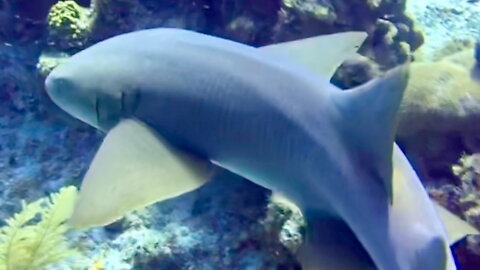 Nurse Shark Swimming By
