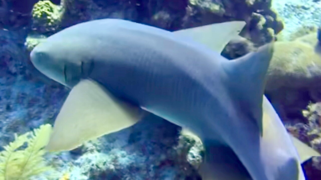 Nurse Shark Swimming By