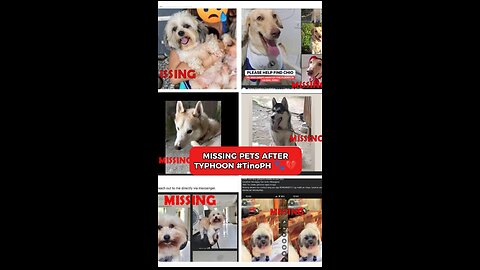 Missing Pets after Typhoon Tino in Cebu