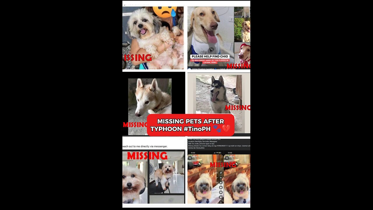 Missing Pets after Typhoon Tino in Cebu