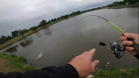 fish shake off