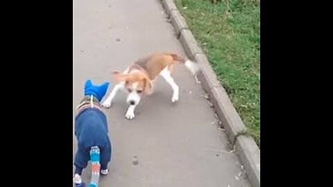 The dog is shocked