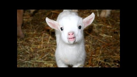 Cutest animal sounds - Funny and cute animal compilation