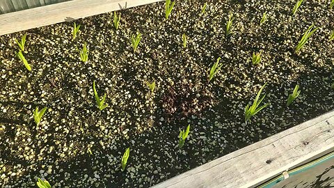 Garlic & Onion 07-06-2025