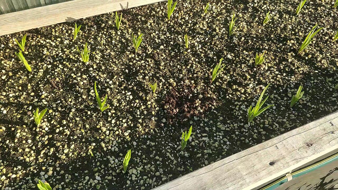 Garlic & Onion 07-06-2025