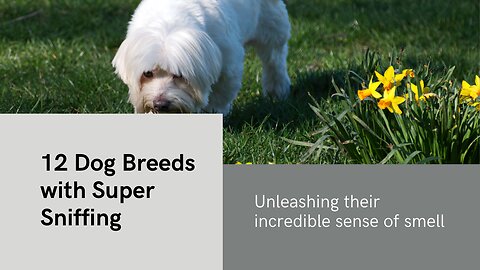 12 Dog Breeds With the Best Sense of Smell