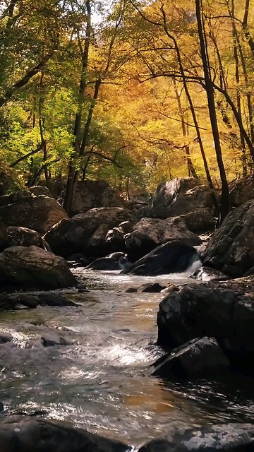 A Rocky River in the Forest