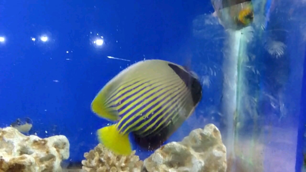 # fish love