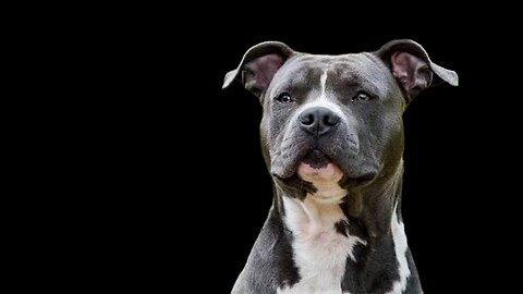 og Behavior: Why Dogs Turn On Owners UnexpectedlyDog