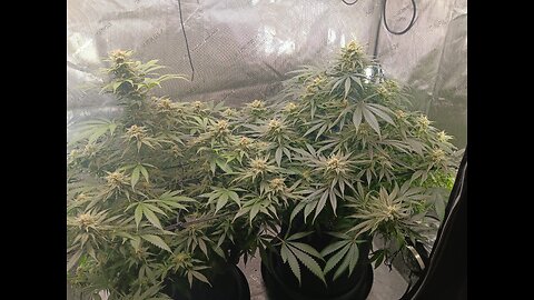 Wedding cheesecake week 14 day 6
