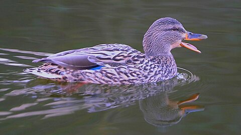 Mallard Duck Hen is Quacking for Her Drake to Come Back