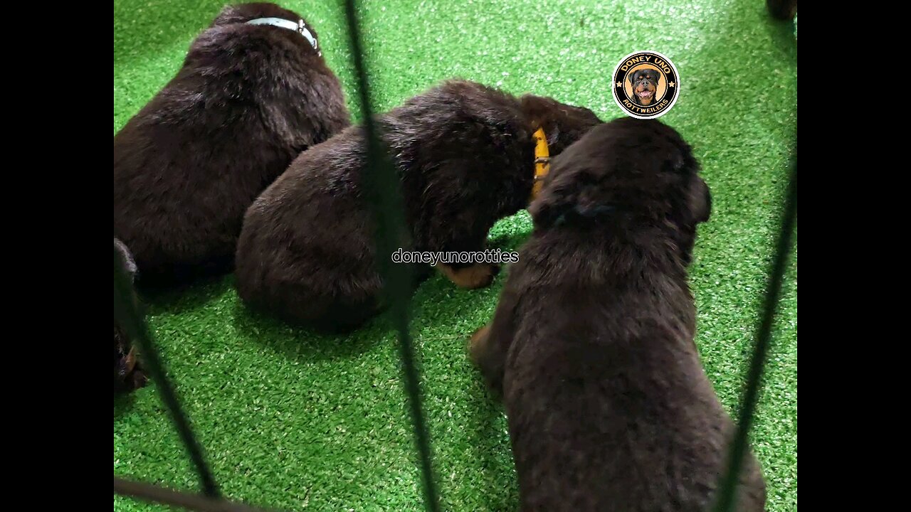 Doneyuno Rotties