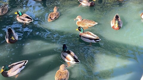 I’ve recorded the Mallard Ducks 🦆 swimming today on December 4 2025 2