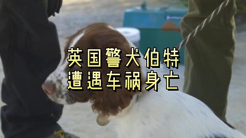 英国警犬伯特遭遇车祸身亡
