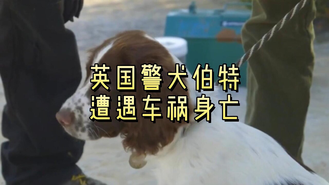 英国警犬伯特遭遇车祸身亡