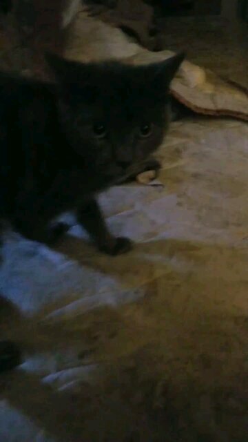 windigo after a bath re upload