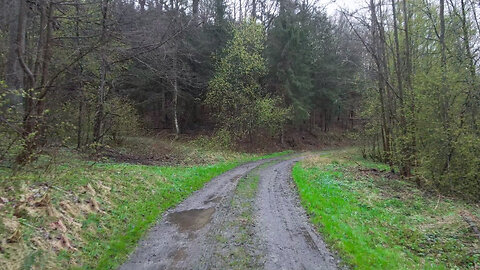 In The Forest After The Rain