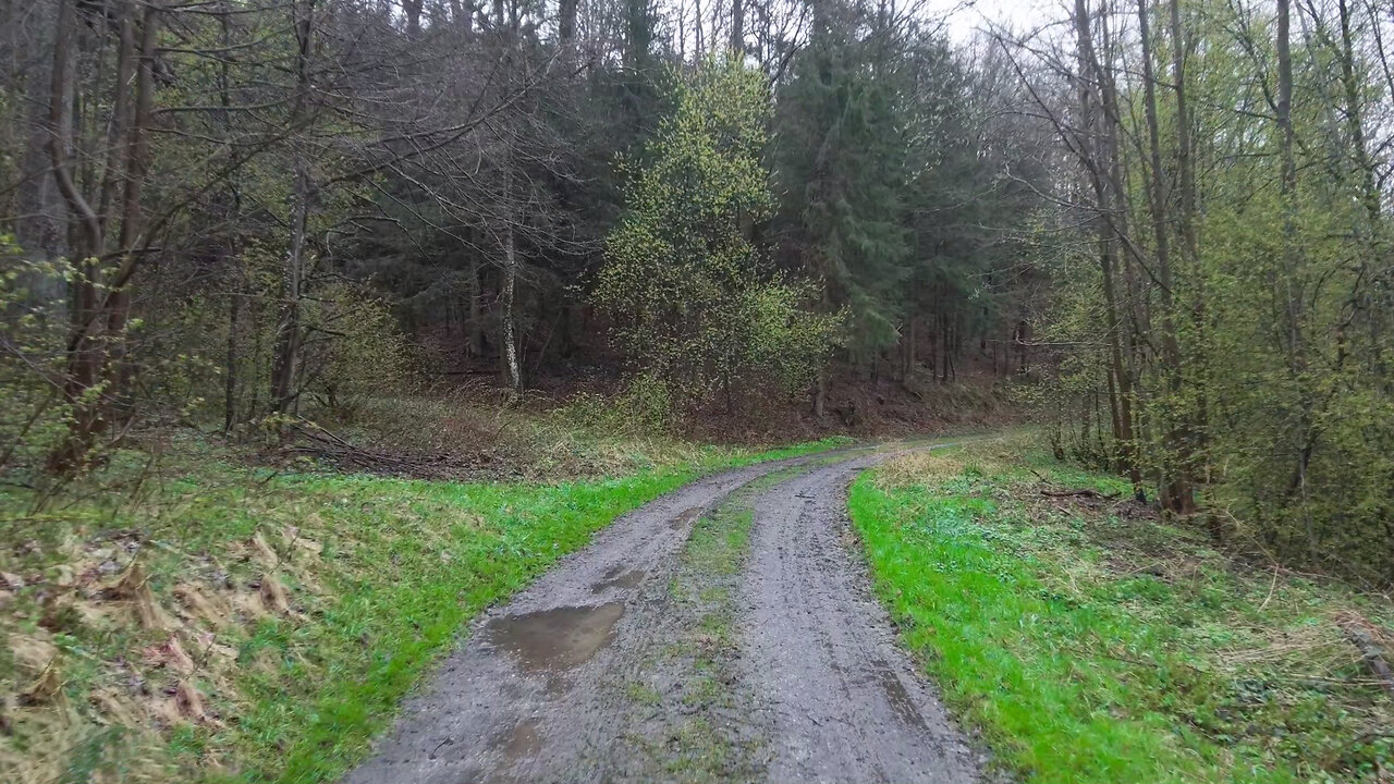 In The Forest After The Rain