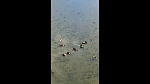 Mallard Ducks 🦆 #mallardducks #shorts #viral #trending #ducks #followme