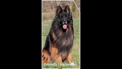dog 5M
