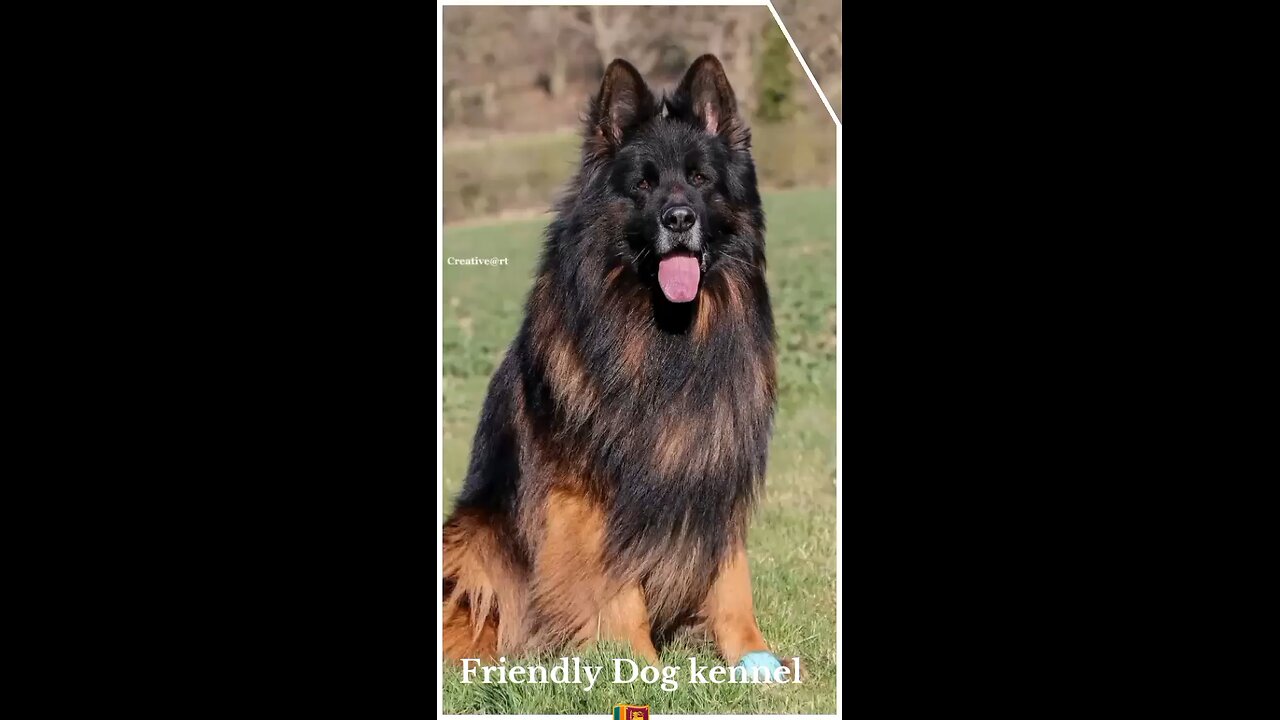 dog 5M