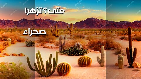 ️أسرار الصحراء: متى تزهر الأرض الميتة؟