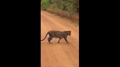 Female leopard crossing yala national Park #wildlife #srilanka #animals #yalasafarimenaka