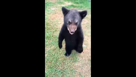 A black bear is attacking!