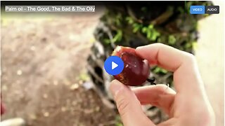 Palm oil - The Good, The Bad & The Oily
