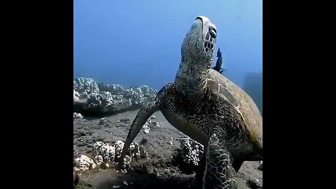 Sleeping turtle 🐢