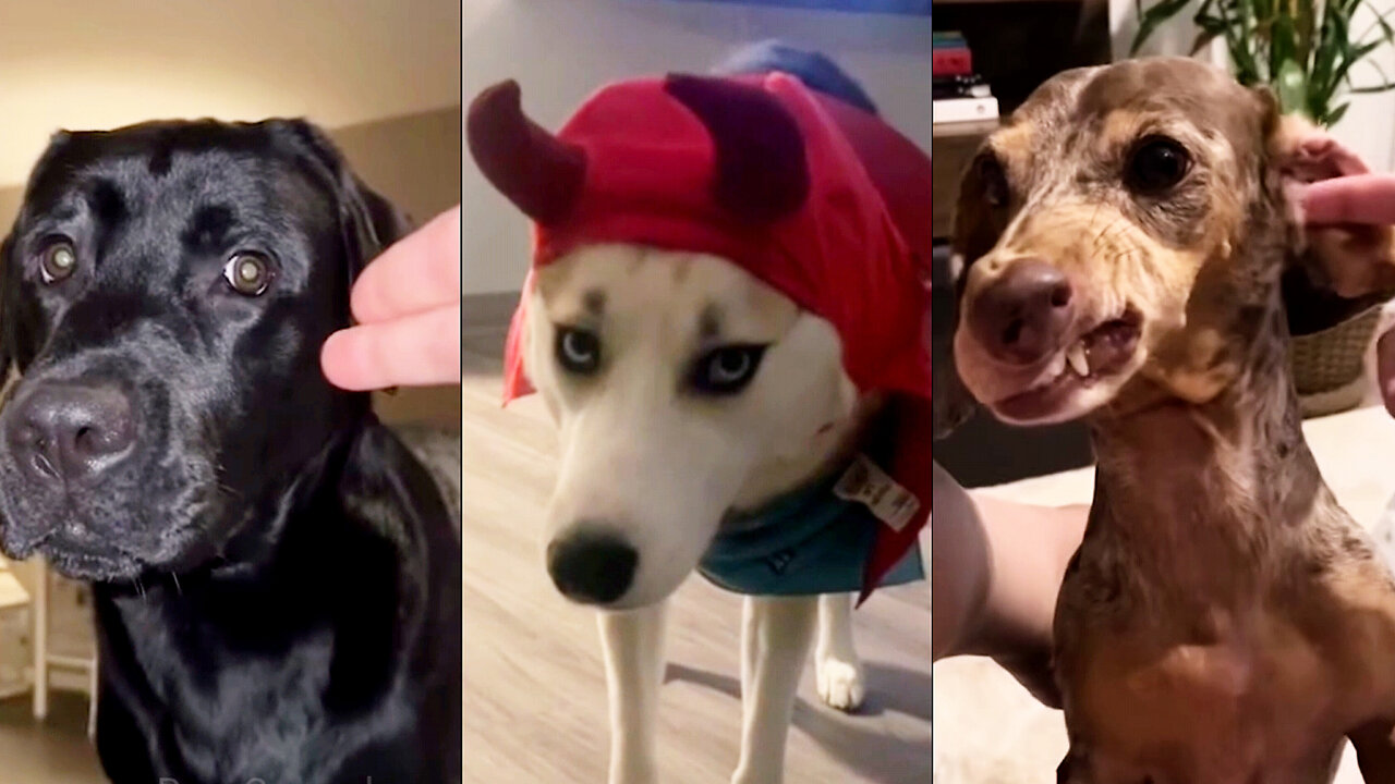 Dogs Make You Forget All Your Problems