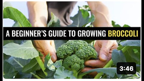 "Broccoli Growing 101: A Guide for Beginners"